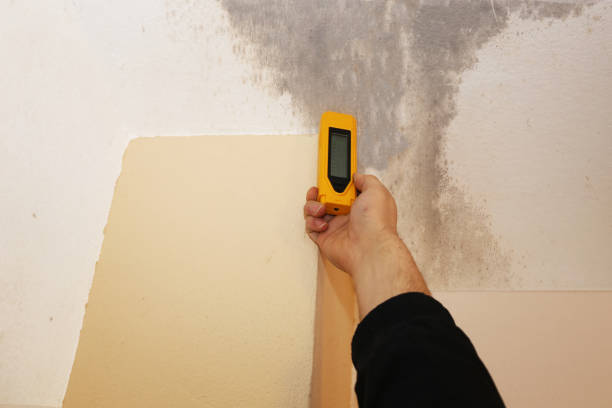 Best Basement Mold Removal  in Fairview, MT