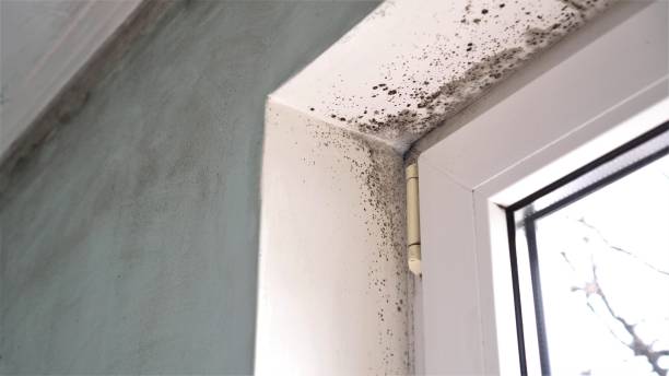 Best Water Damage & Mold Remediation  in Fairview, MT