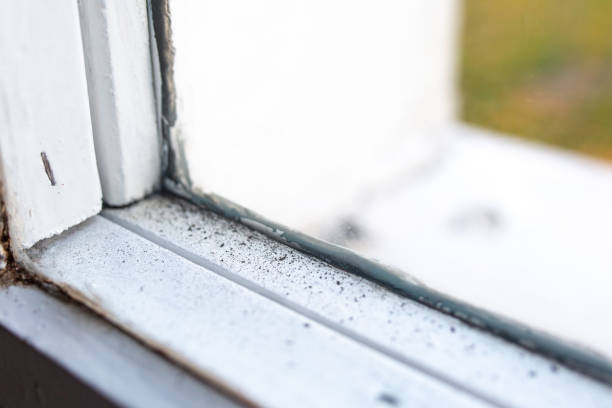 Best Mold Remediation for Healthcare Facilities  in Fairview, MT