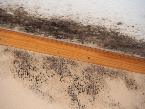 Best Emergency Mold Remediation  in Fairview, MT