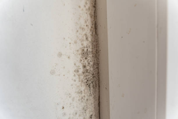 Best Attic Mold Removal  in Fairview, MT