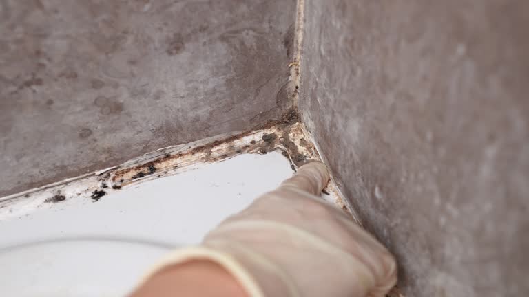 Best Commercial Mold Inspection  in Fairview, MT