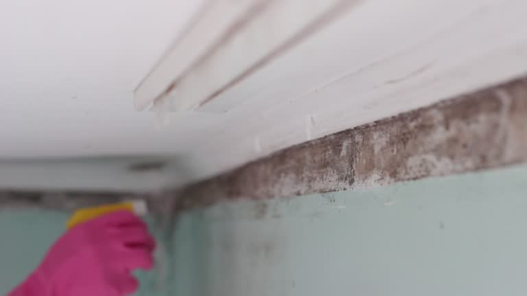 Professional Mold Removal in Fairview, MT